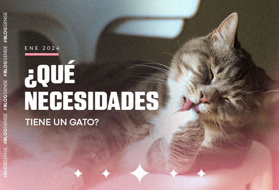 ¿Qué necesidades tiene un gato?